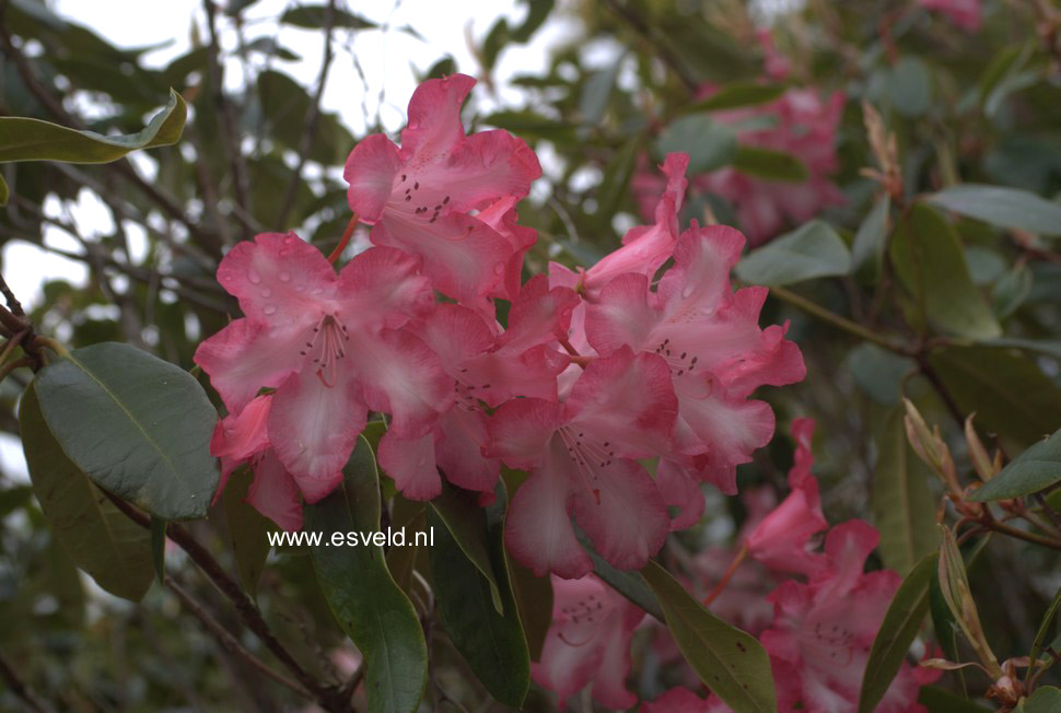 Rhododendron 'Lem's Monarch'