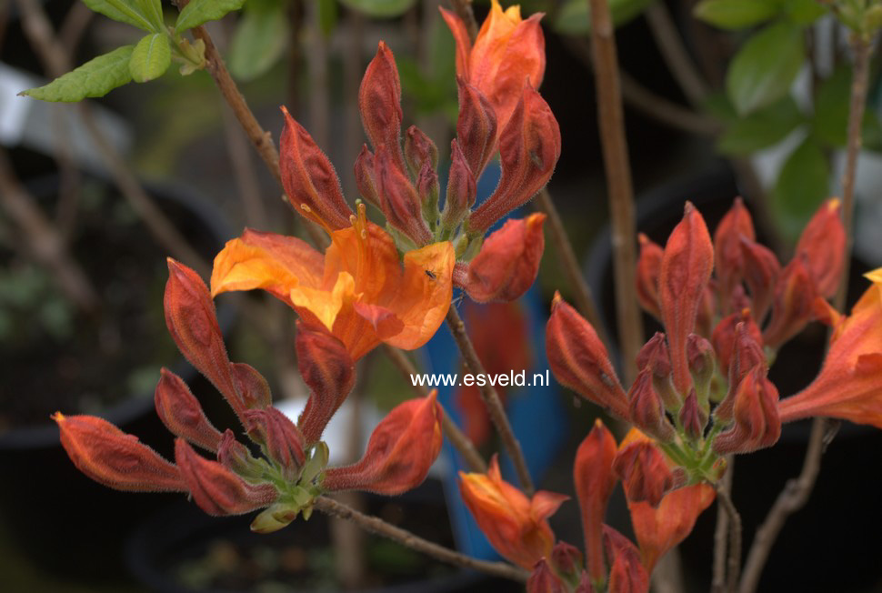 Azalea 'Golden Eagle'