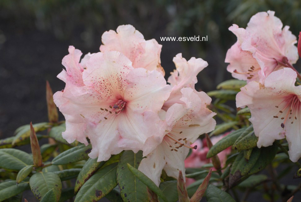 Rhododendron 'Virginia Richards'