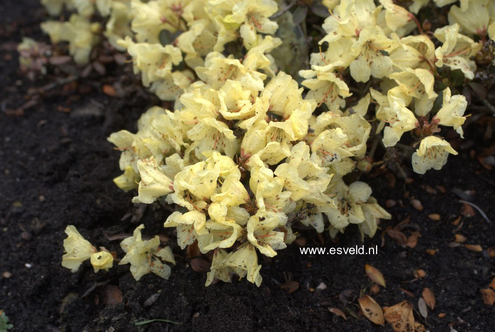 Rhododendron 'Wren'