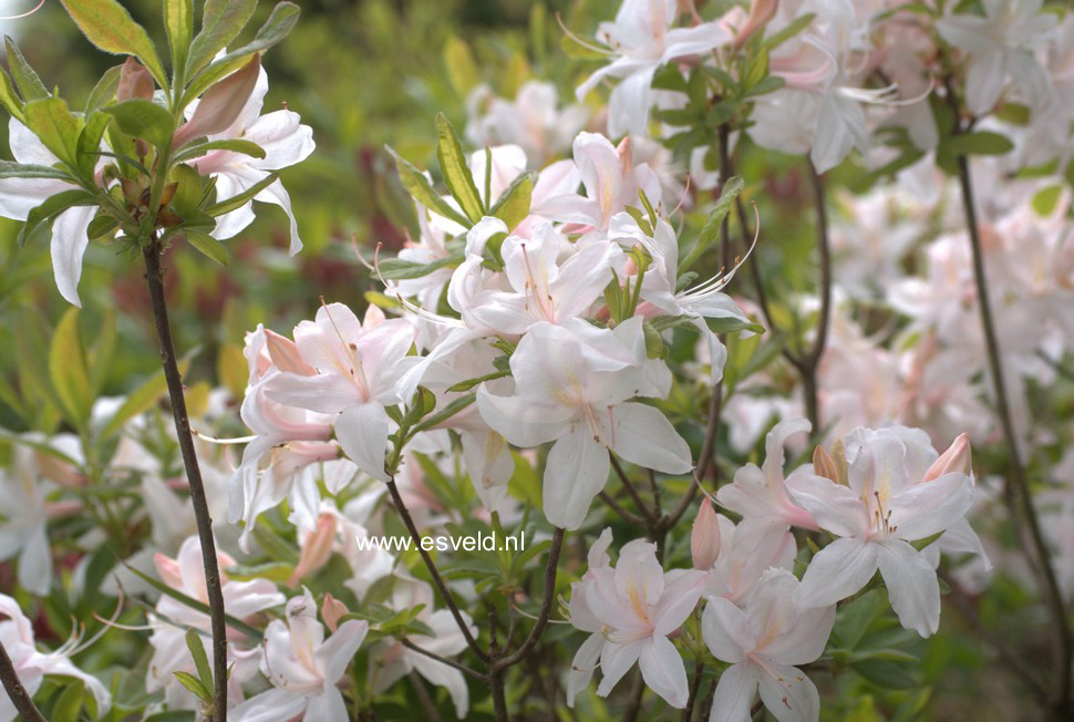 Azalea 'White Lights'