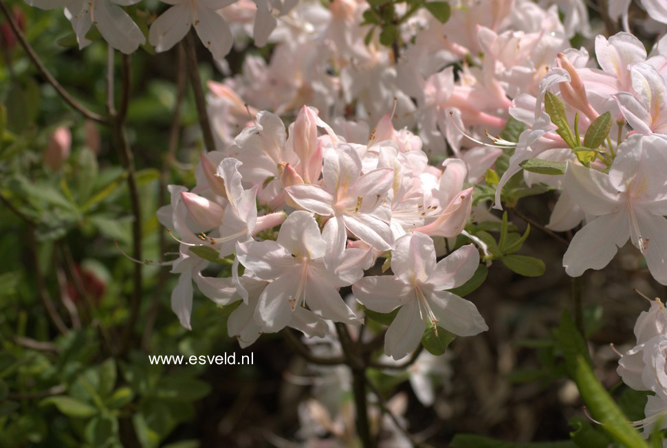 Azalea 'White Lights'