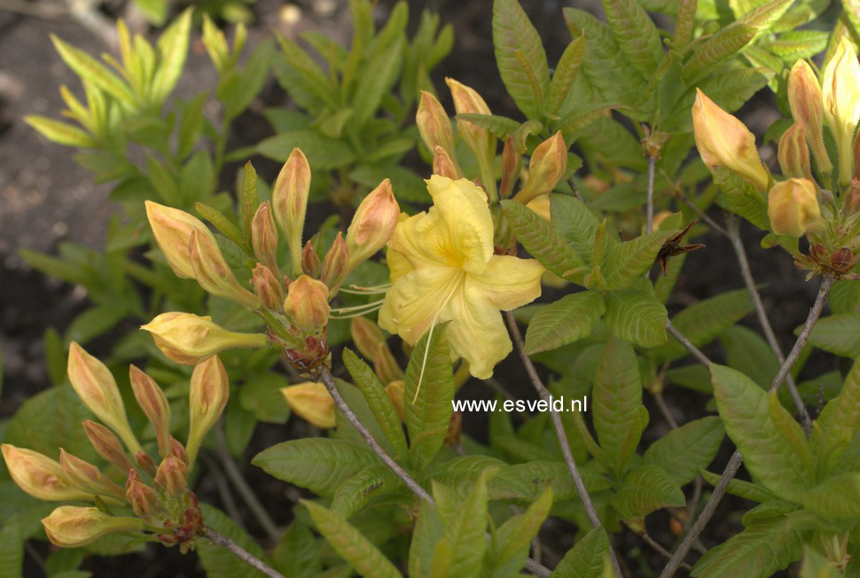 Azalea 'Anneke'