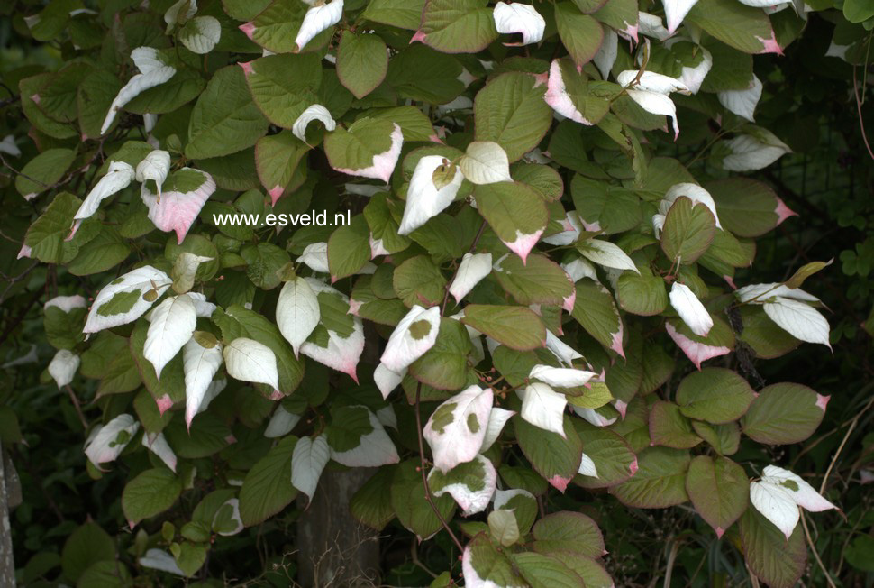 Actinidia kolomikta