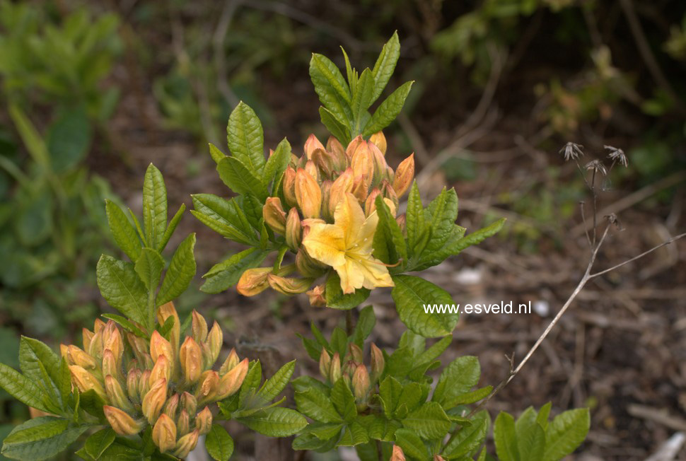 Azalea 'Arpege'