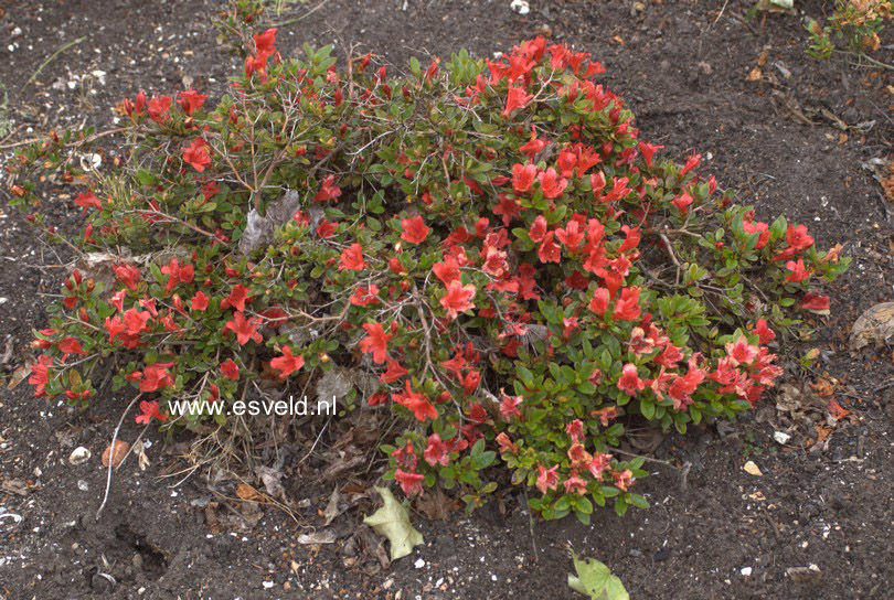 Rhododendron 'Red Fountain'