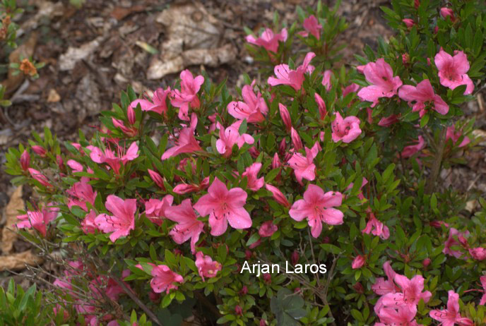 Azalea 'Chinzan'