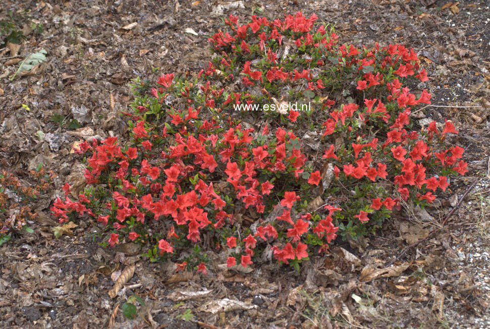 Rhododendron nakaharae 'Joseph Hill'