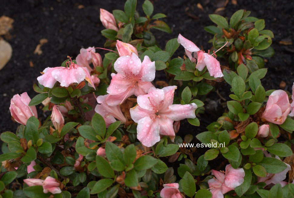 Azalea 'Sir Robert'