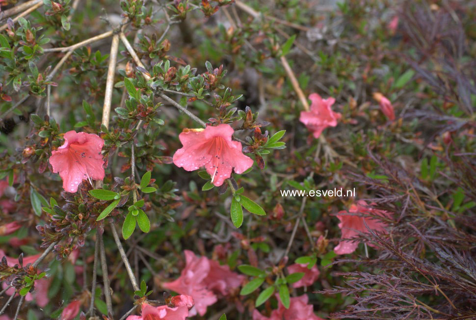 Rhododendron 'Late Love'