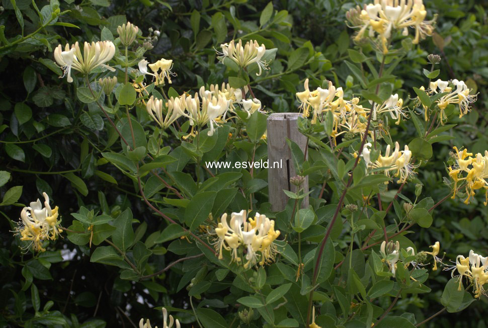 Lonicera periclymenum 'Scentsation'