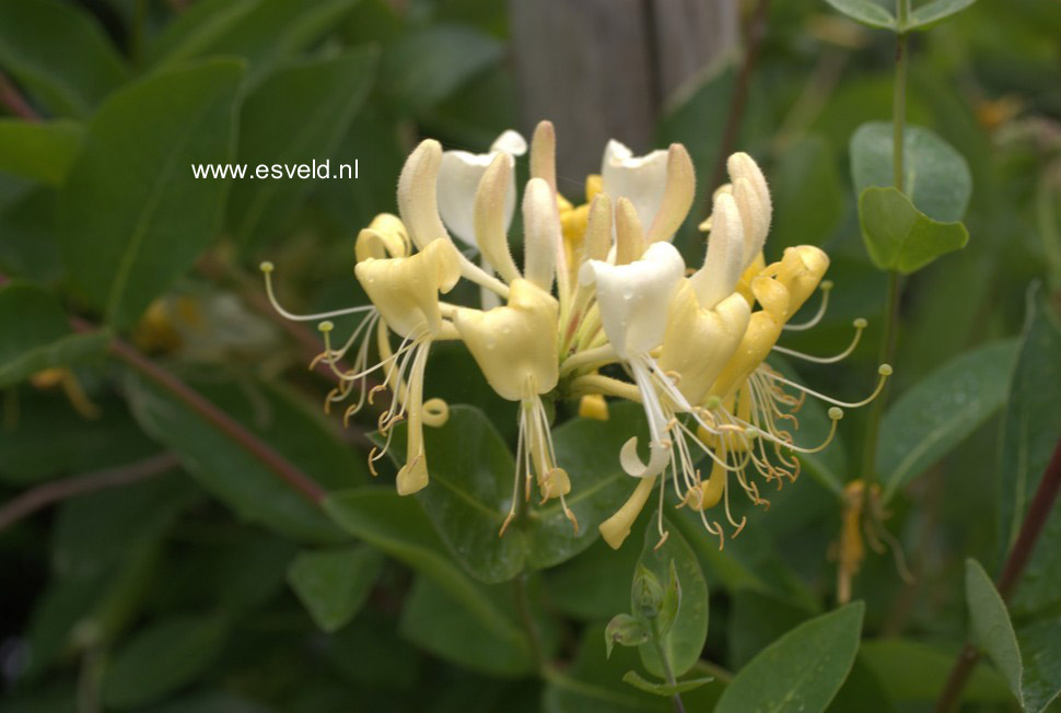 Lonicera periclymenum 'Scentsation'