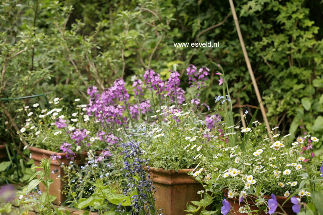 Erigeron karvinskianus