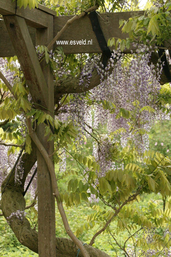 Wisteria floribunda