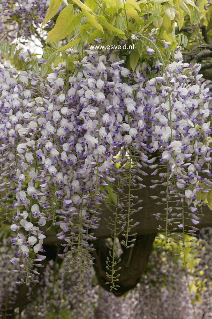 Wisteria floribunda