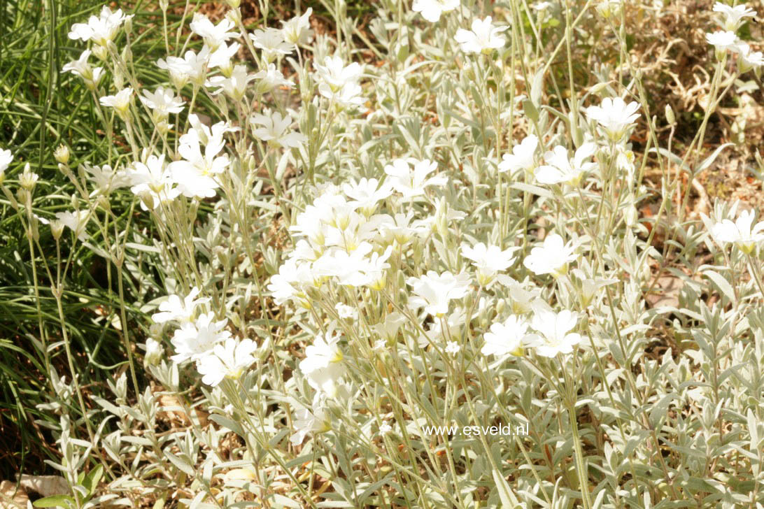 Cerastium tomentosum