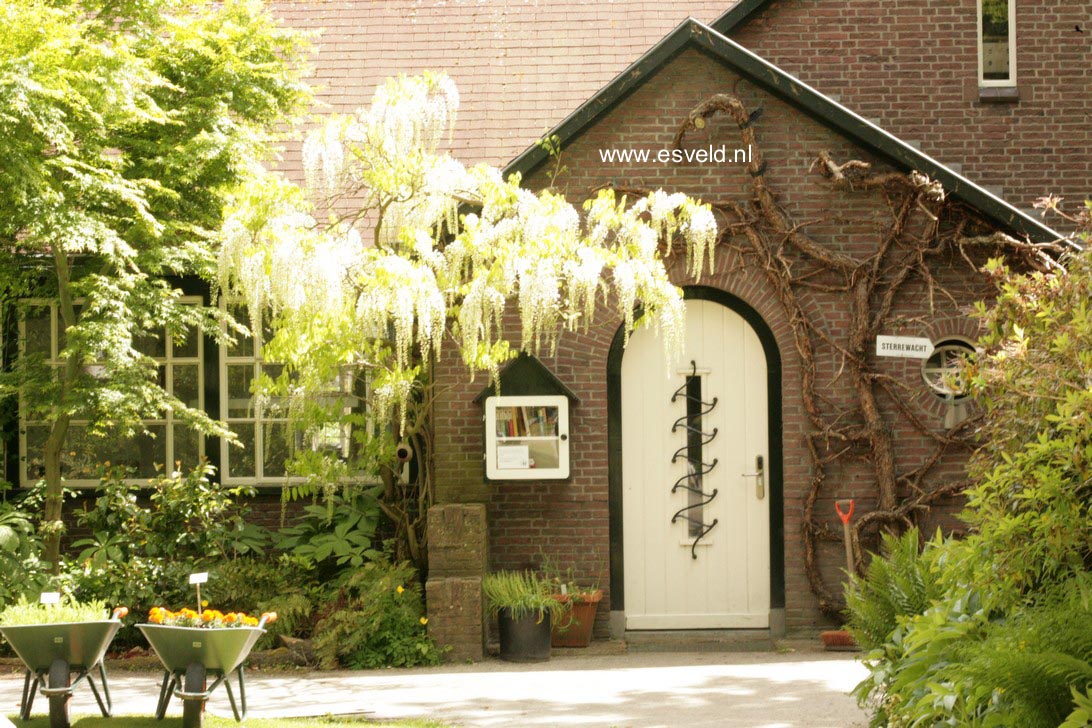 Wisteria floribunda 'Shiro noda'