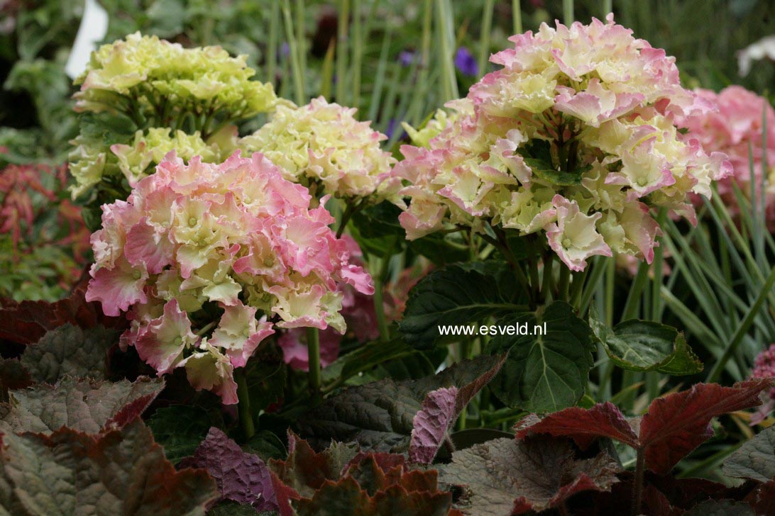 Hydrangea macrophylla 'Spike' (BEAUTENSIA)