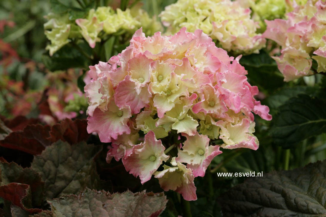 Hydrangea macrophylla 'Spike' (BEAUTENSIA)