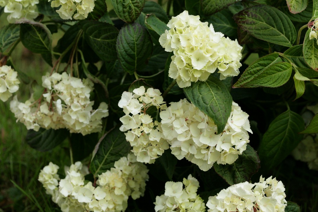 Hydrangea serrata 'Beni temari'