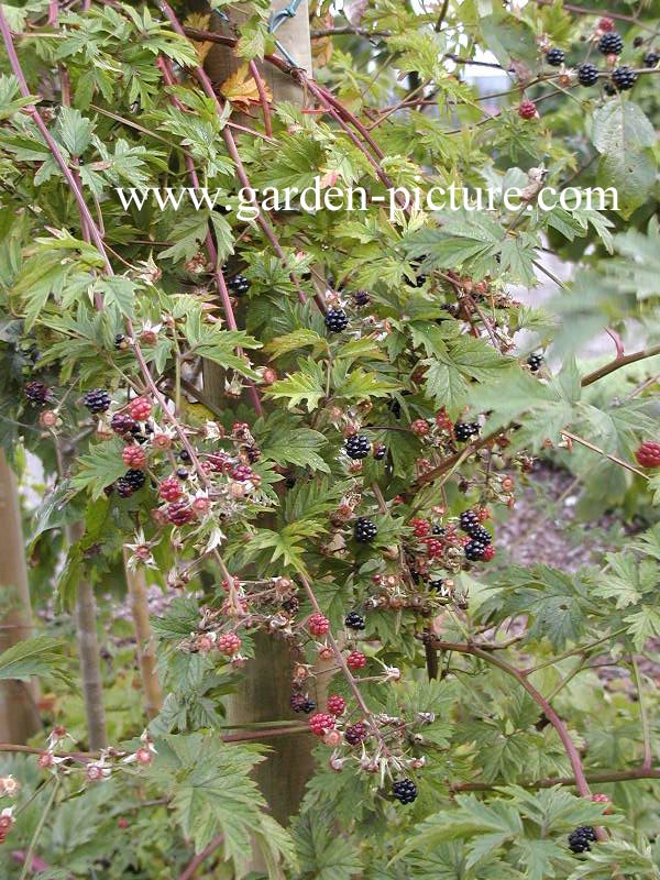 Rubus 'Thornless Evergreen'