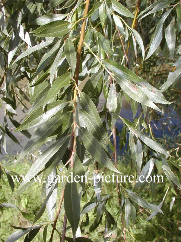 Salix Sepulcralis Chrysocoma