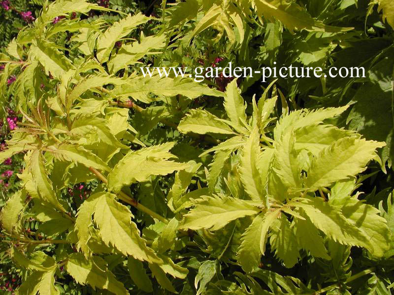 Sambucus racemosa 'Plumosa Aurea'