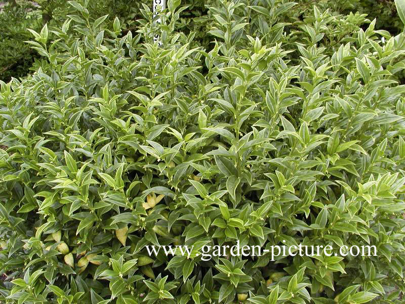 Sarcococca confusa