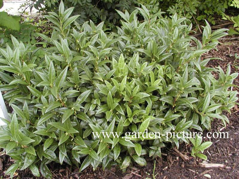 Sarcococca hookeriana humilis