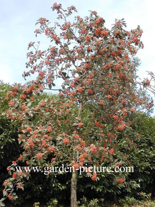 Sorbus hybrida 'Gibbsii'