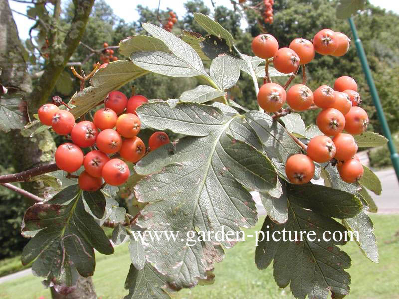 Sorbus hybrida 'Gibbsii'