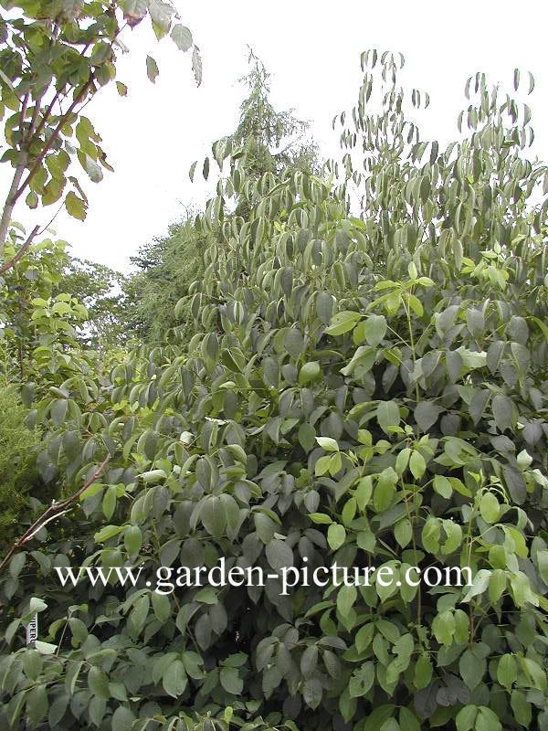 Staphylea trifolia