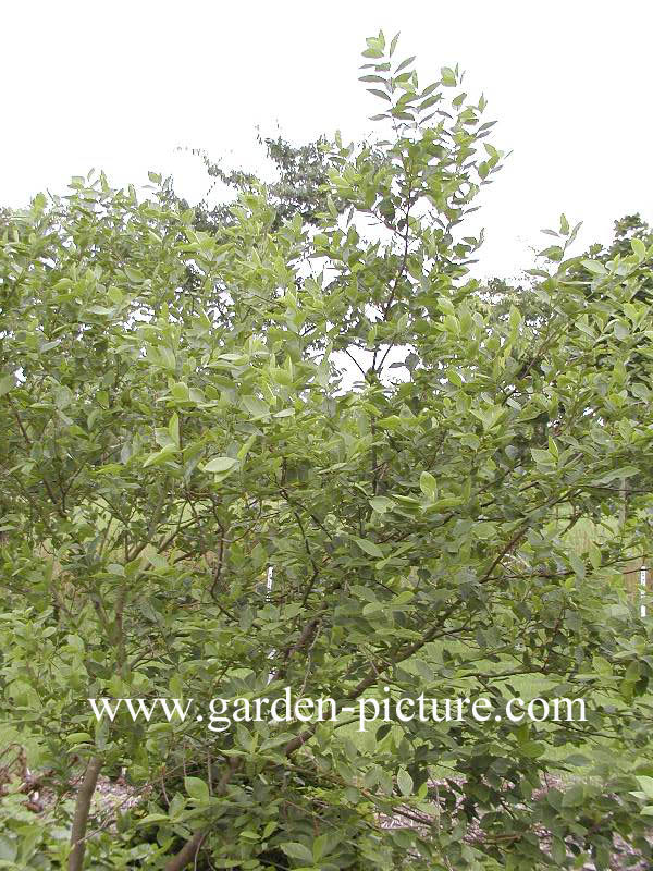 Styrax americanus