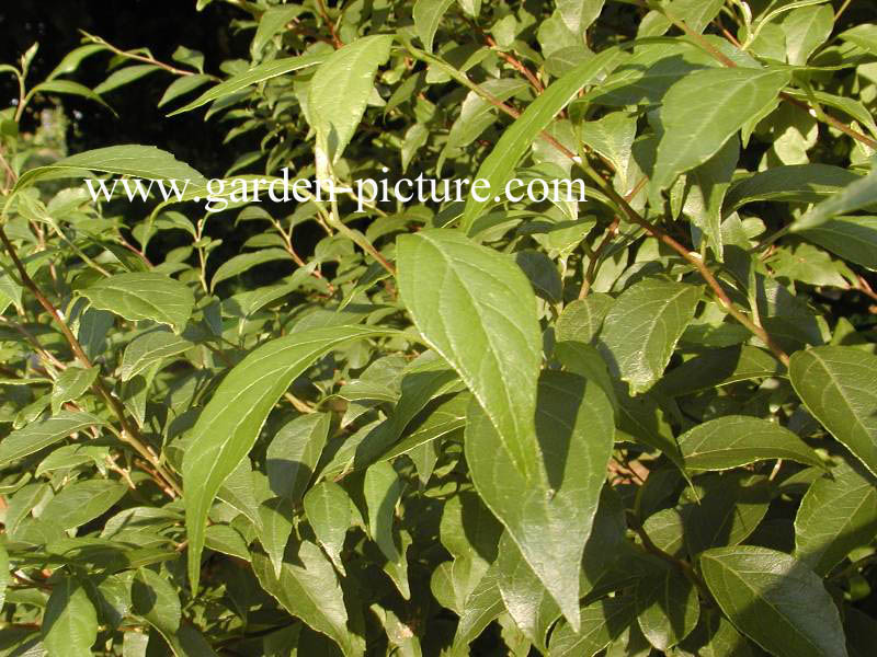 Styrax japonicus