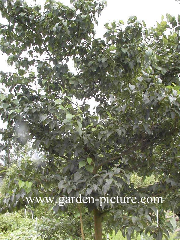 Styrax japonicus fargesii