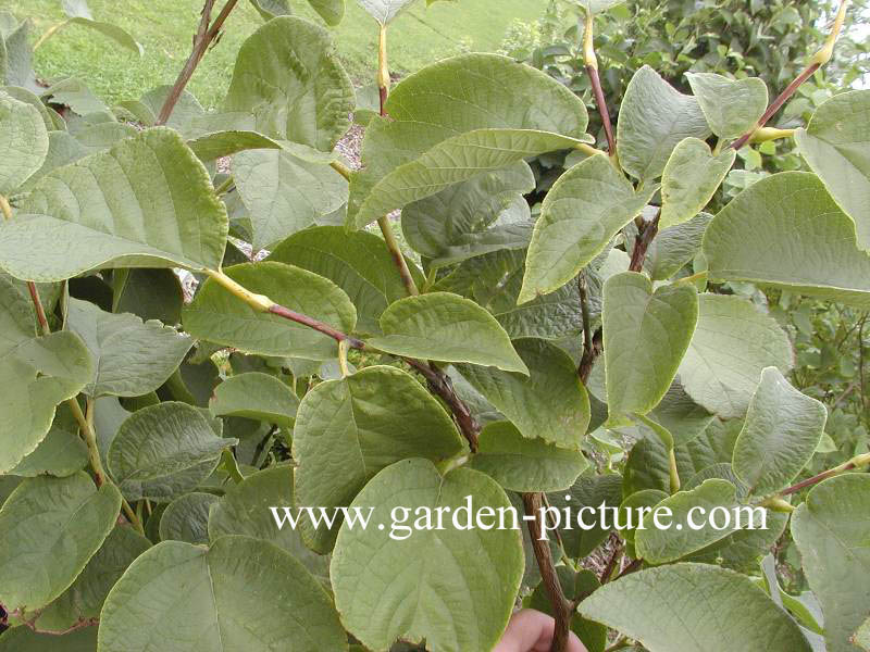 Styrax obassia