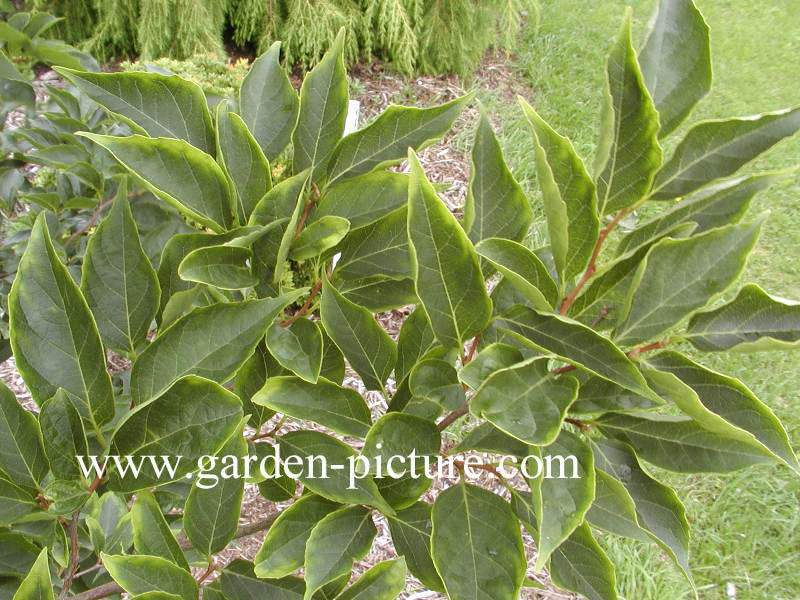 Styrax officinalis