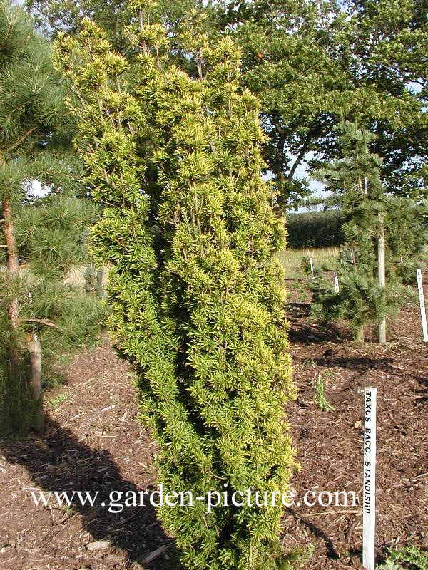 Taxus baccata 'Standishii'