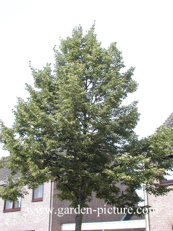 Tilia cordata 'Rancho'