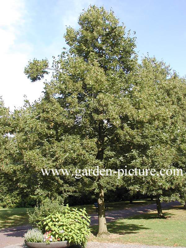 Tilia europaea 'Euchlora'