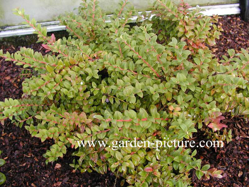 Vaccinium floribundum