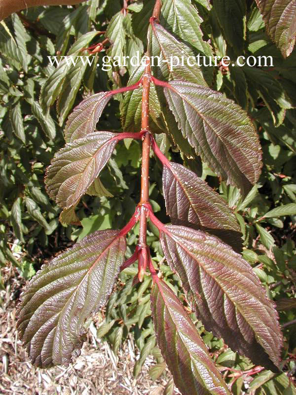 Viburnum farreri 'Farrer's Pink'