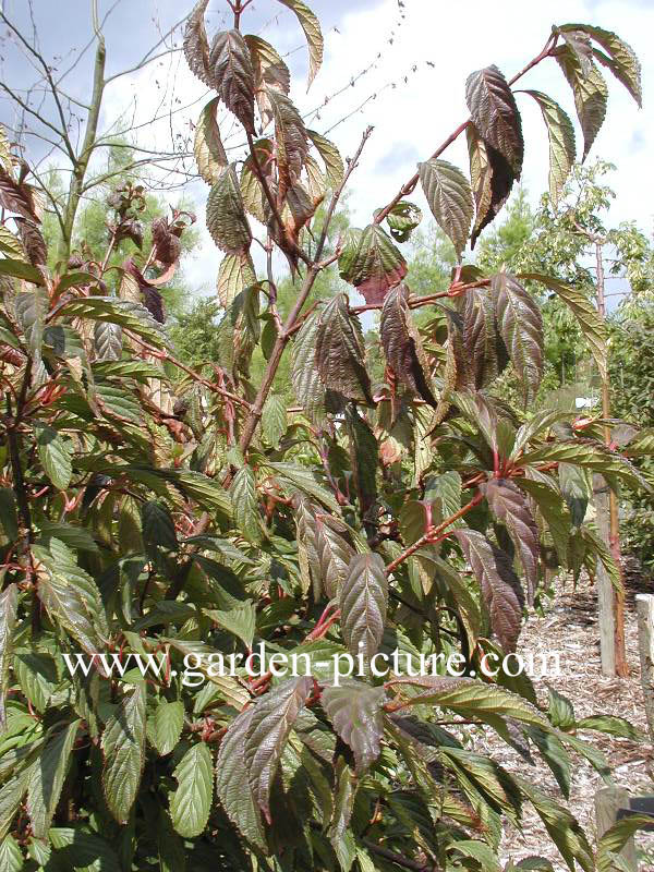 Viburnum farreri 'Farrer's Pink'