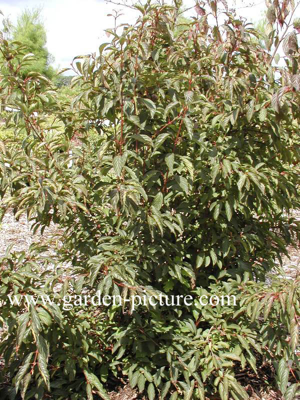 Viburnum farreri 'Farrer's Pink'