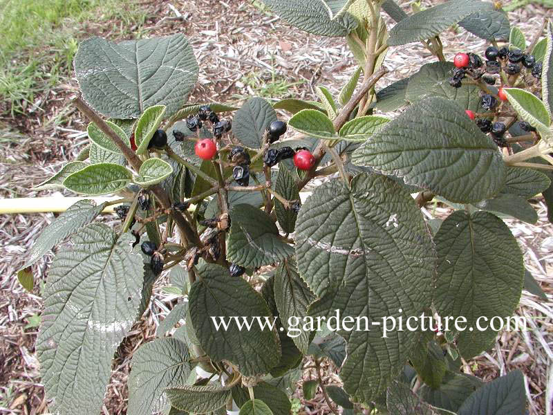 Viburnum lantana 'Mohican'