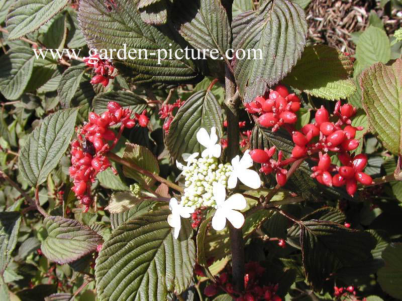 Viburnum plicatum 'Dart's Red Robin'