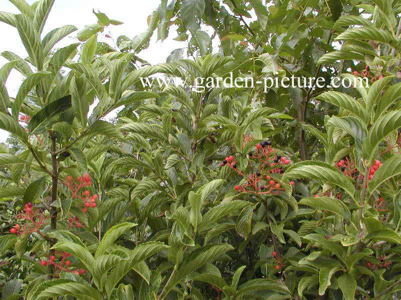 Viburnum sieboldii 'Seneca'