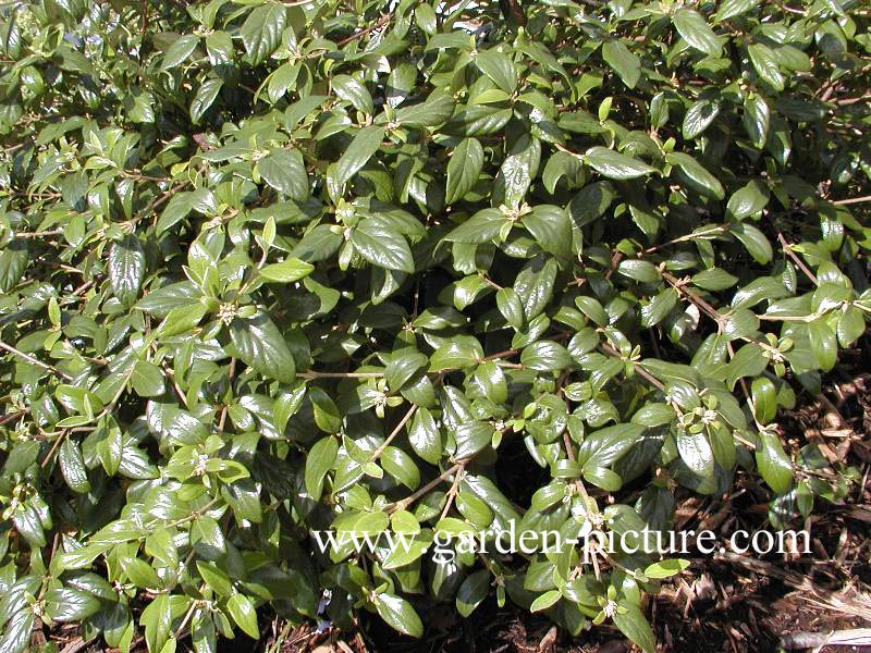 Viburnum burkwoodii 'Conoy'