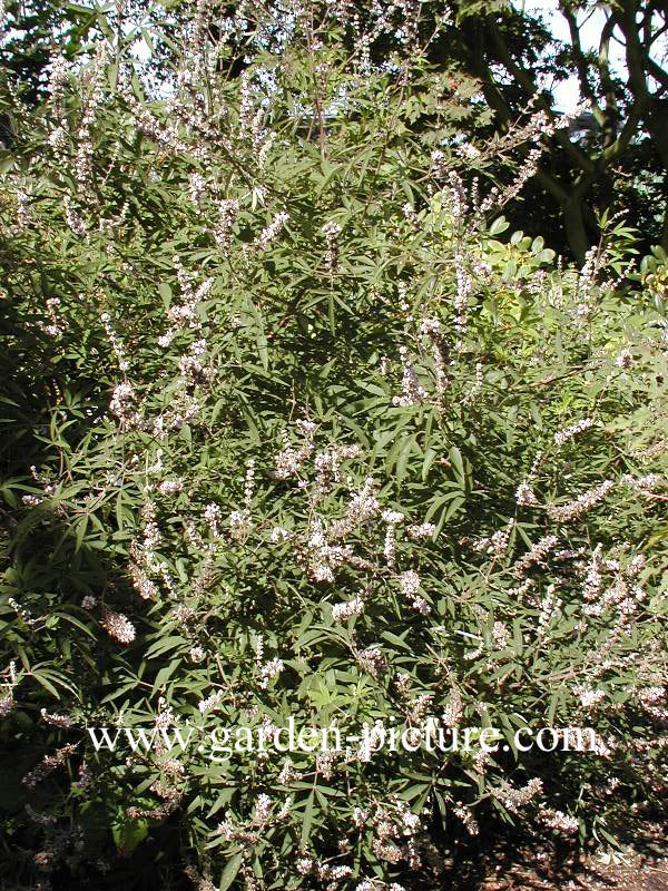 Vitex agnus-castus 'Rosea'