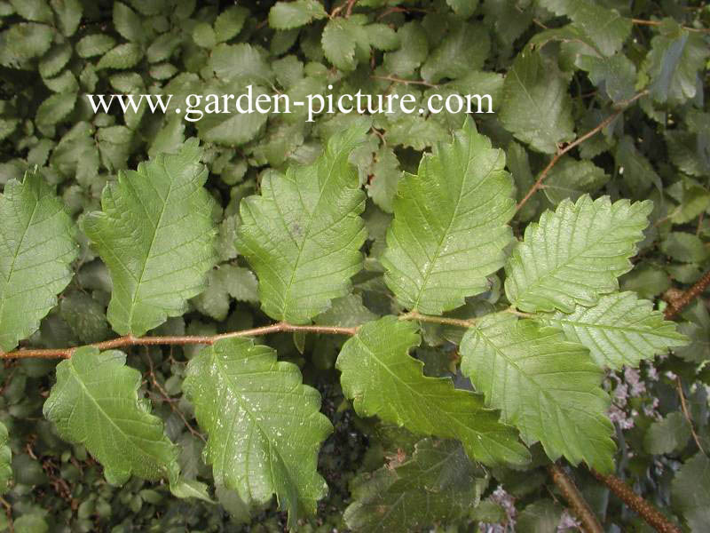 Zelkova carpinifolia